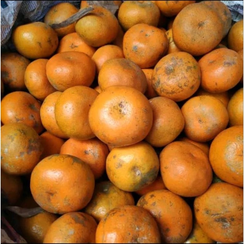 

Buah Jeruk Medan 1kg