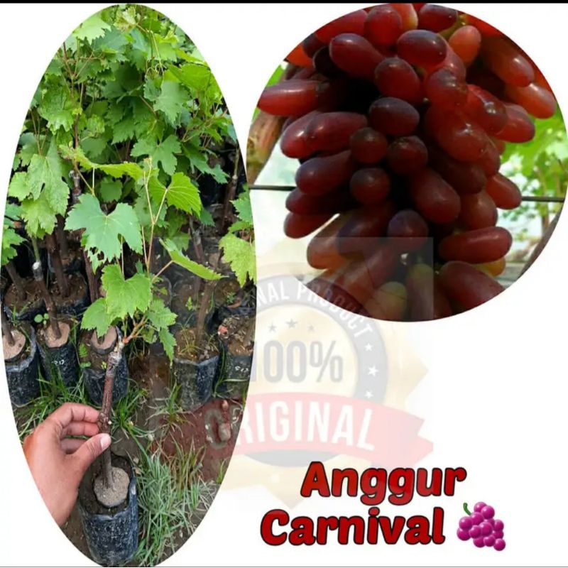 bibit anggur carnival import