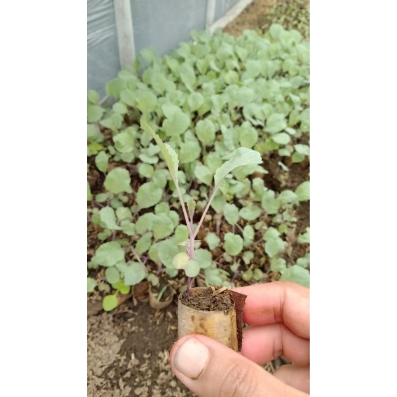 bibit kol merah/ungu siap tanam