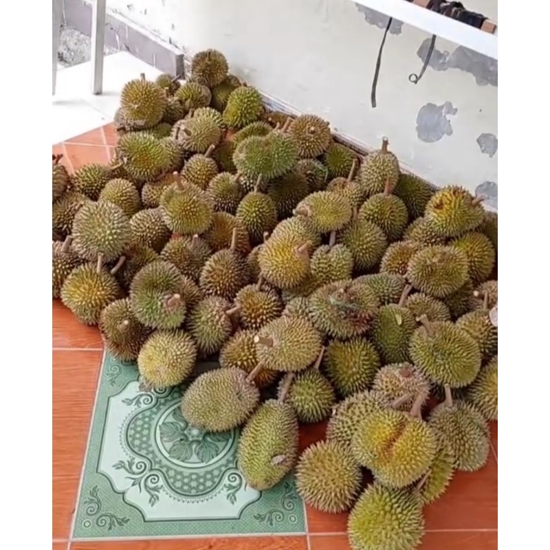 

Durian Lokal Murah Ukuran Kecil