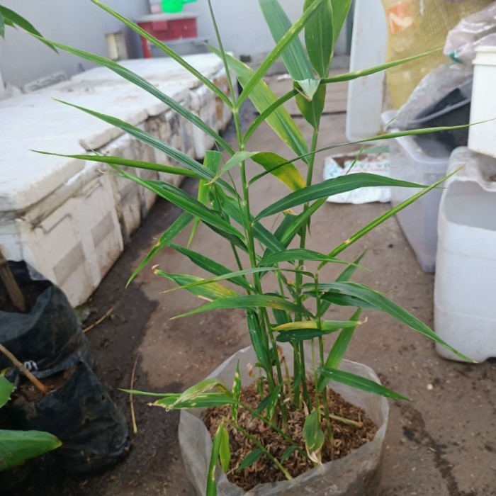 Tanaman bumbu dapur, tanaman herbal, apotek hidup