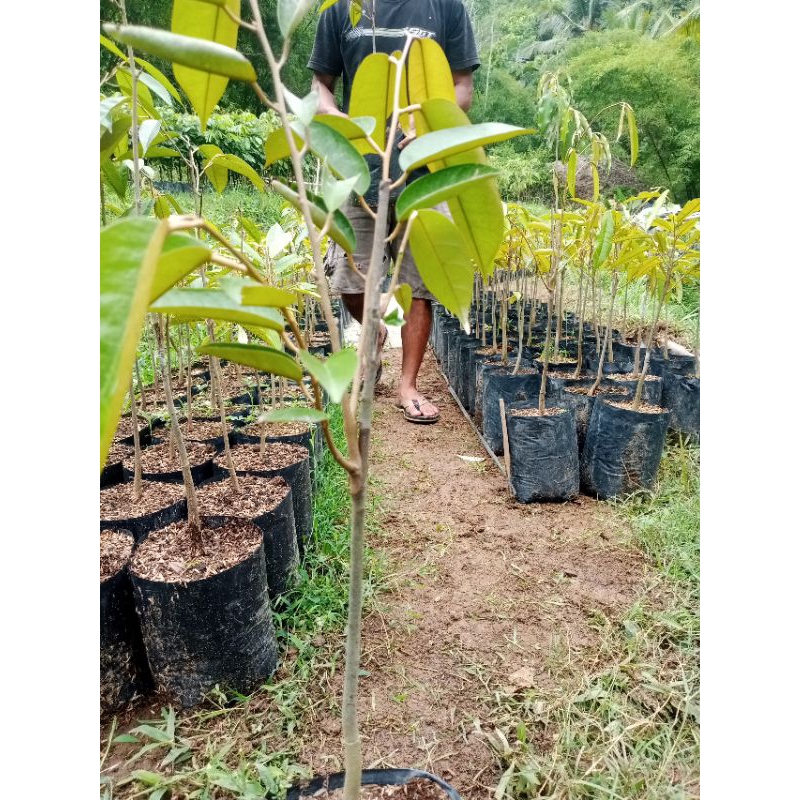 

bibit buah / bibit durian okulasi / sambung pucuk / cepat berbuah / Montong / bawor / duri hitam / bibit unggul