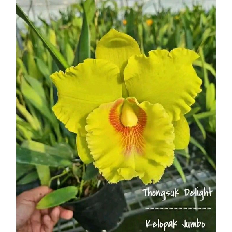 anggrek Cattleya thongsuk delight bunga kuning dewasa spike+pot catleya bunga jumbo besar kuning ten