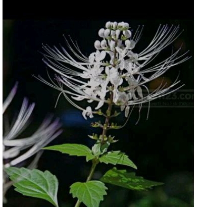 

daun kumis kucing herbal tradisional murah 250g