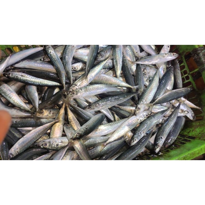 

ikan layang ukuran seberar ibu jari