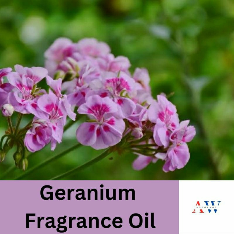 Geranium Fragrance Oil Bibit Parfum Bunga Geranium