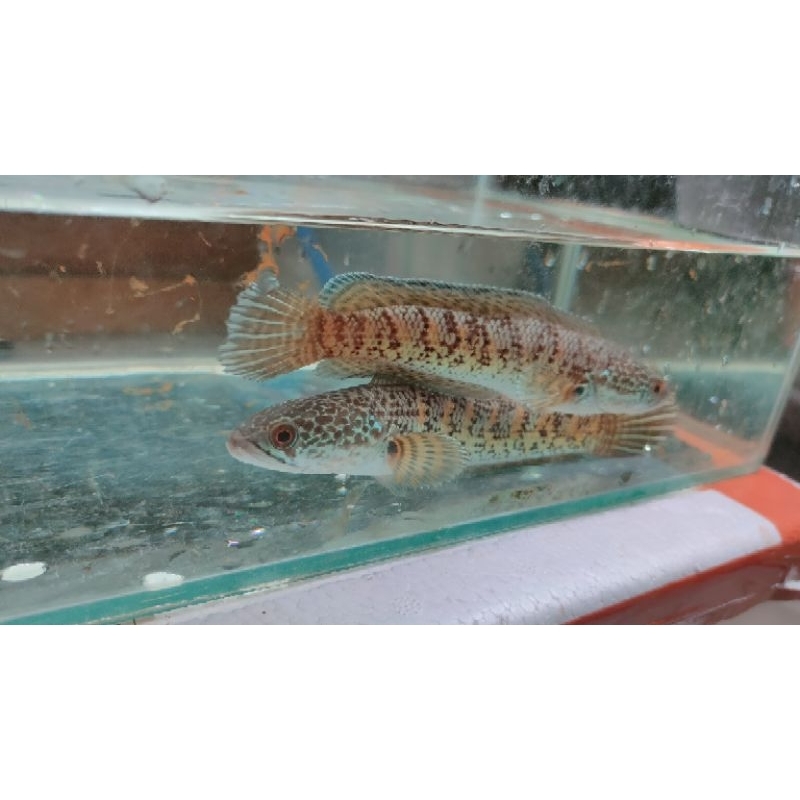 Auranti kris random 10-18cm