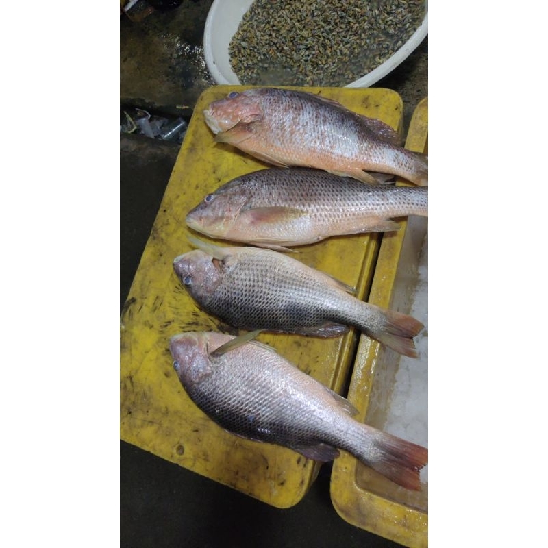 

ikan kakap jnaha dan kue besar