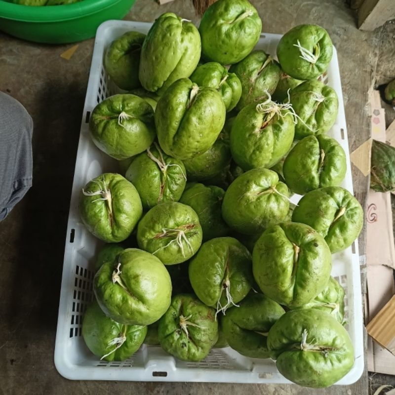 bibit labu siam anggur  asli , berbuah lebat / bibit labu jipang