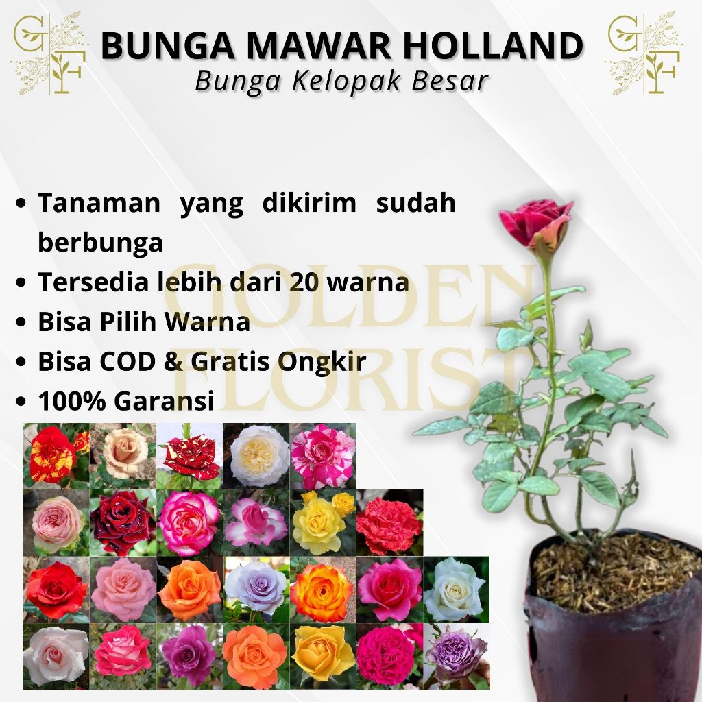 Tanaman Bunga Mawar Berbunga Besar Impor Tanaman Hias Hidup