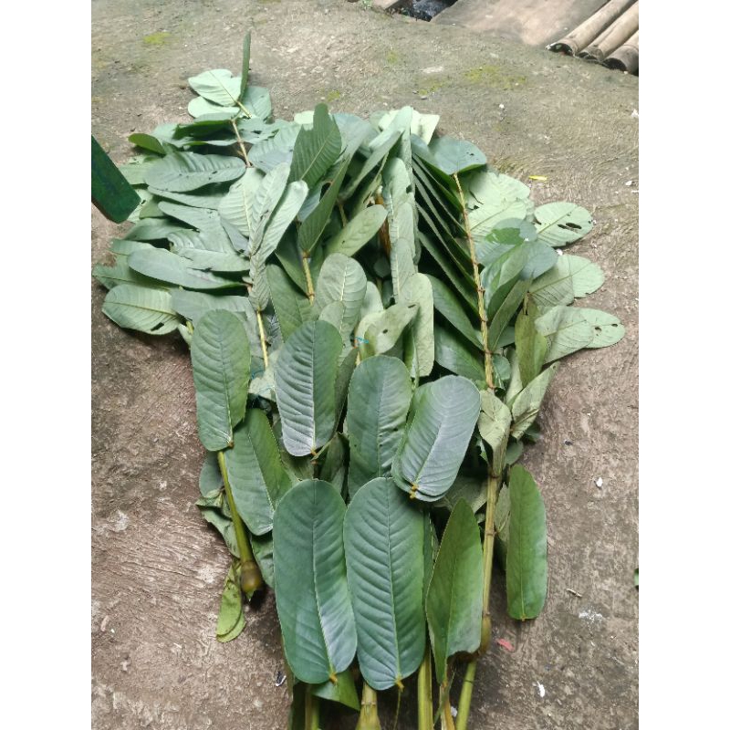 

daun KETEPENG segar/ obat gatal herbal alami isi 30 lembar