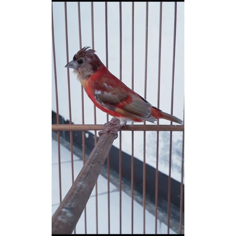 Red Siskin bron dilute
