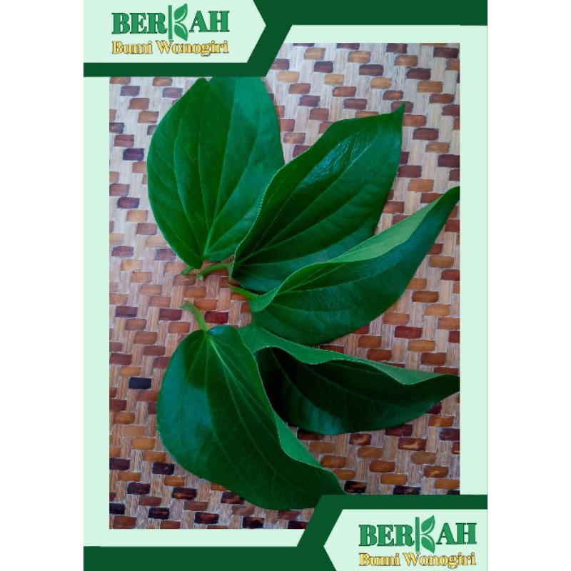 

Daun Sirih 50 lembar