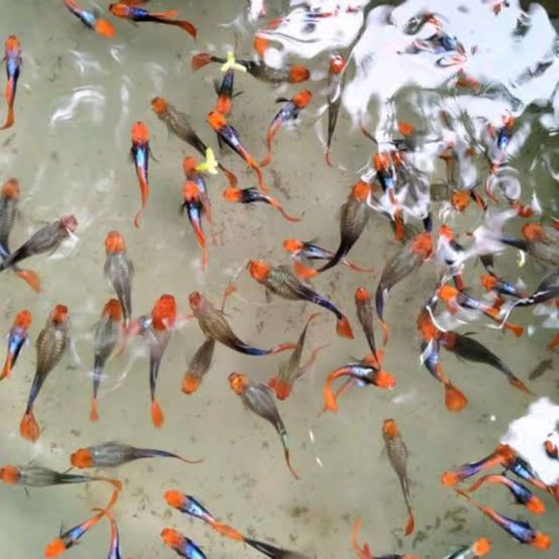 Guppy Dumbo ear platinum red tail koi