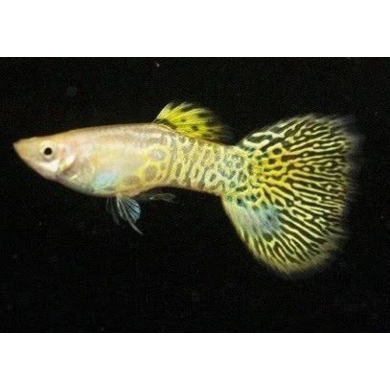 Guppy yellow cobra