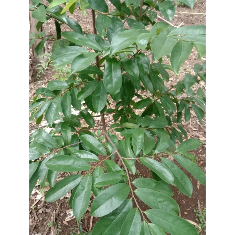 

DAUN SIRSAK SEGAR 100 lembar, HERBAL DAUN SIRSAK