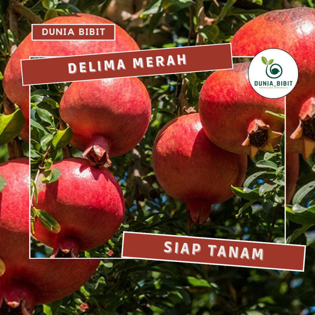 bibit buah delima merah / hitam kondisi sudah (berbunga / berbuah)