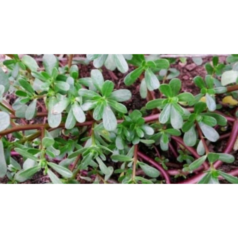 

daun krokot/daun gelang bisa untuk Hepatitis selalu fresh 200gram