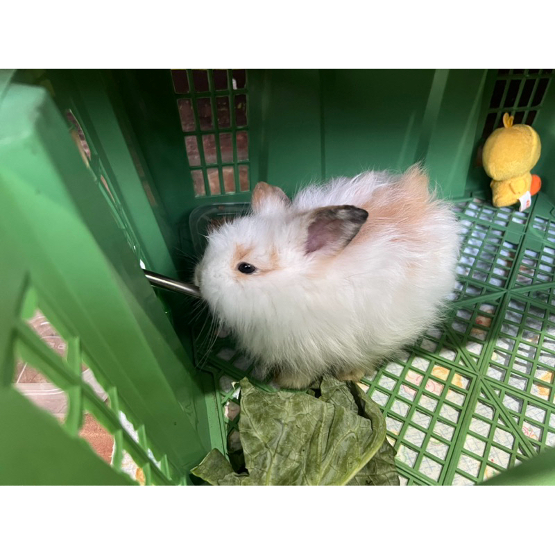 Kelinci American Fuzzy Lop