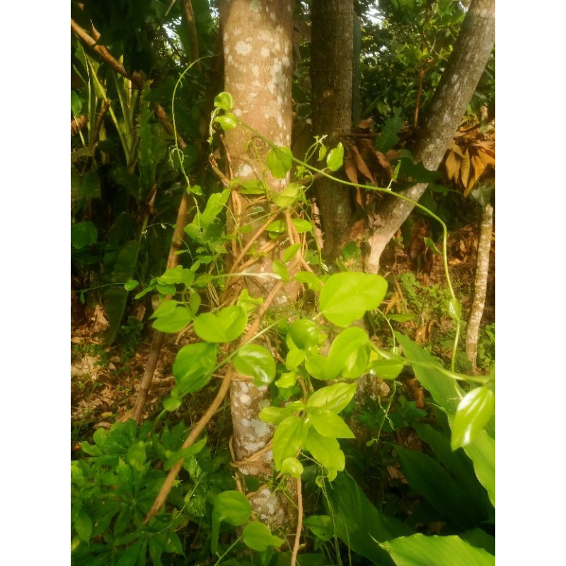 

daun cincao serta batang kemasan 1kg