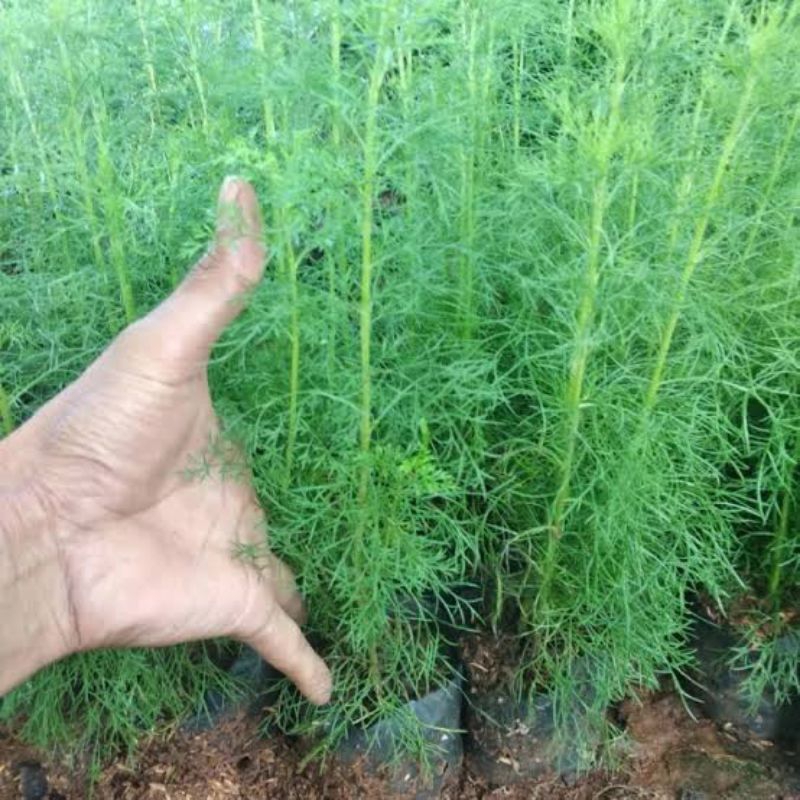 Tanaman cemara air cemara pagar rimbun segar