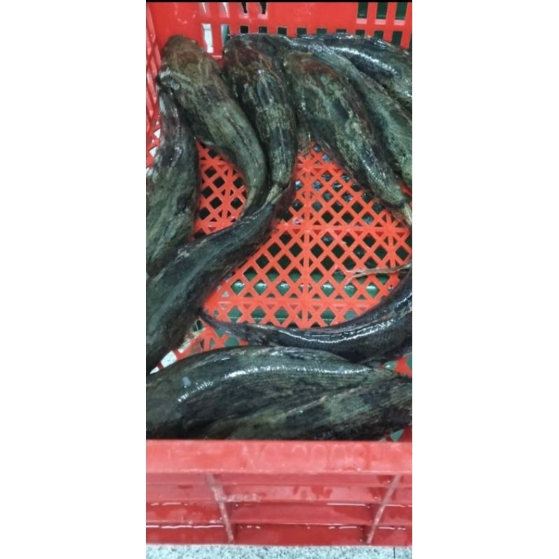 

Goldfish Seafood Ikan Malas