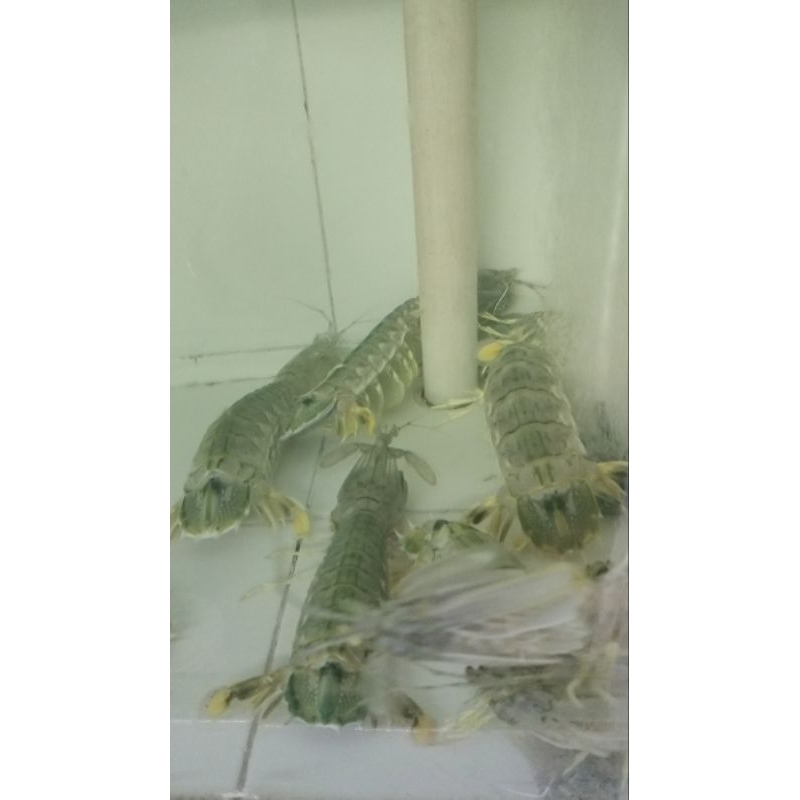 

Goldfish Seafood Ronggeng Kaki Kuning