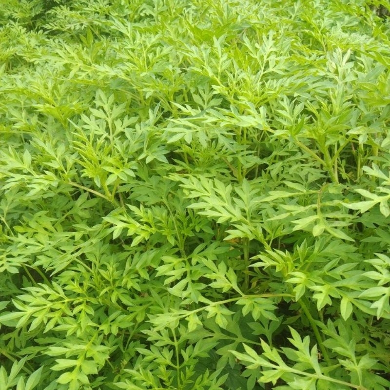 

Daun kenikir lalapan segar
