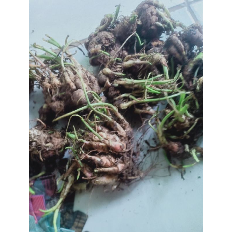 umbi sedap malam kiloan termurah