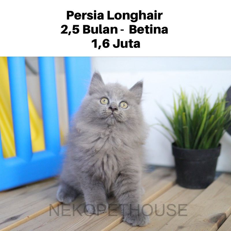 Persia Longhair Kitten Anak Kucing