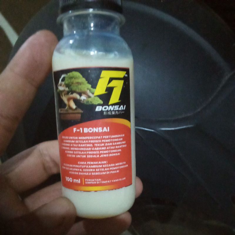 Salep kambium F1 original||salep bonsai