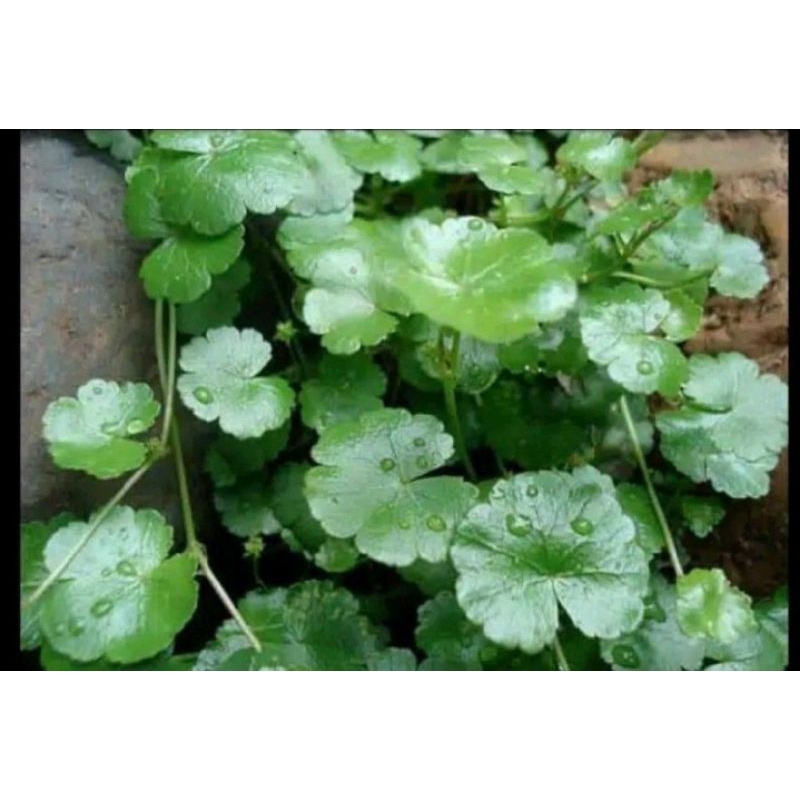 

daun pagangan kecil/antanan gunung 500 grm