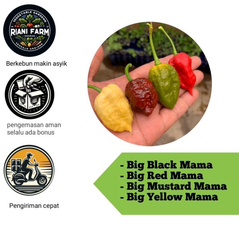 

Paket hemat Cabe Big mama series