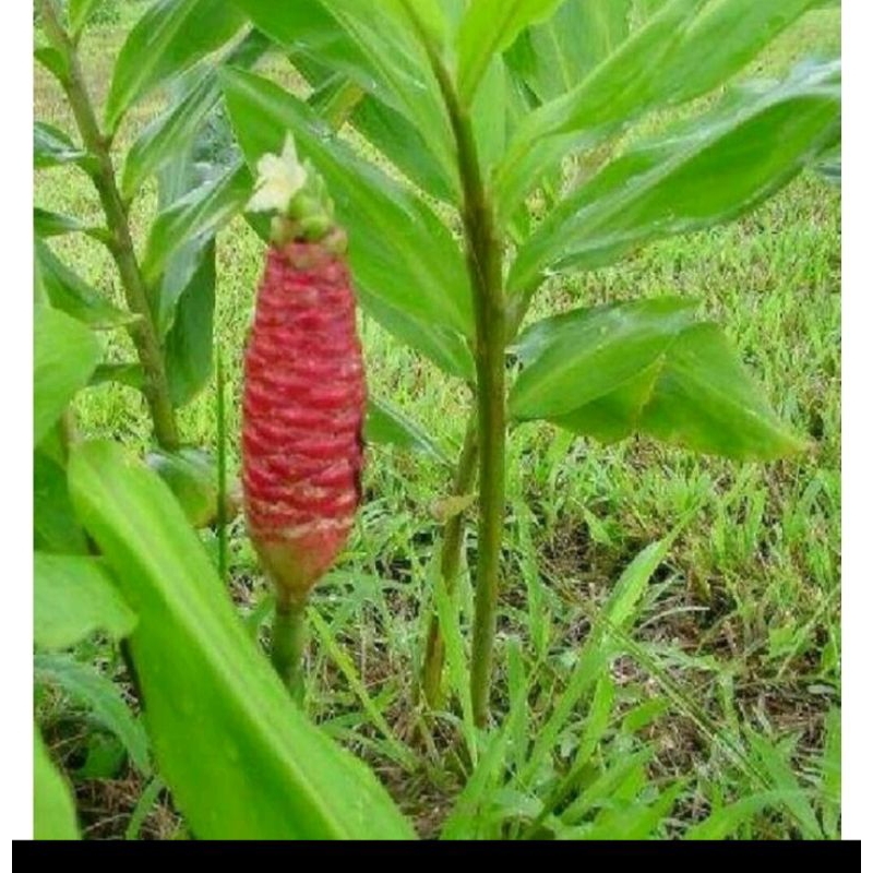 LEMPUYANG GAJAH HERBAL SEGAR 1kg