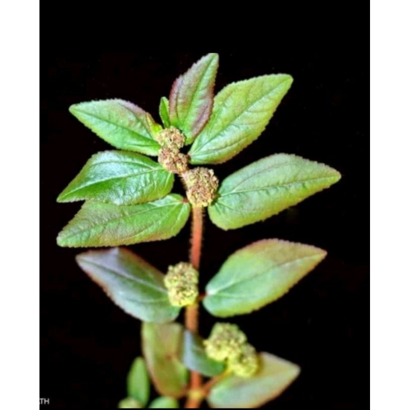 

herbal patikan kebo segar 200g