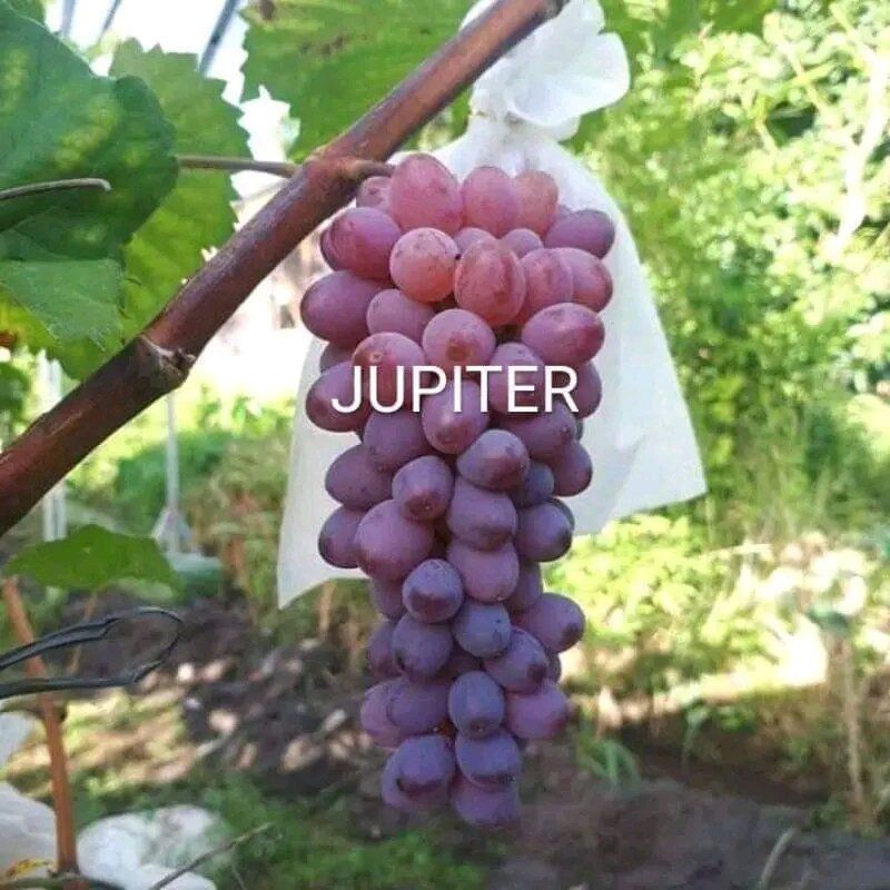 

anggur jupiter super genjah