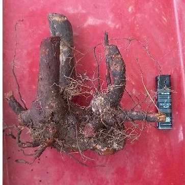 dongkelan krakas bahan bonsai bisa di sambung sakura mikro dan mirten