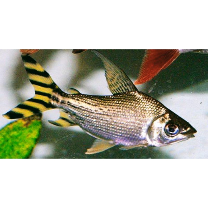 Yellow Feifeng American Flagtail