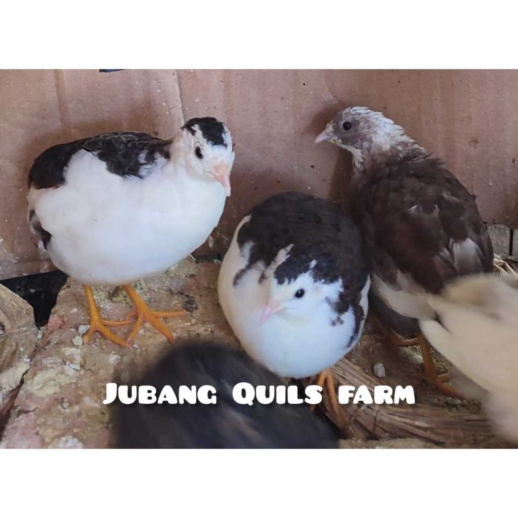 Burung Puyuh Batu Hias  Sepasang