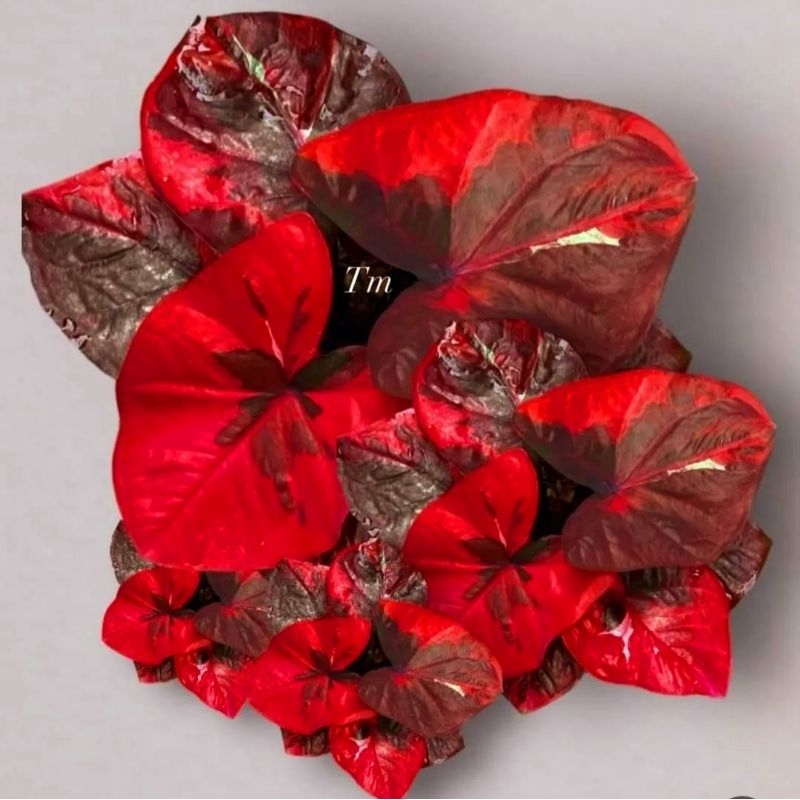Caladium Thai Beauty Black Volcano 1-3 Daun Tanaman Keladi Hias Murah Impor Thailand Import BUKAN bo