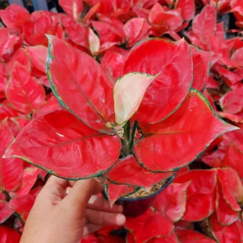 Aglonema Red Anjamani Tanaman Hias Bunga Aglaonema Murah Merah BUKAN bonggol bibit - tanaman hias hidup - bunga hidup - bunga aglonema - aglaonema merah - aglonema merah - aglonema murah - aglaonema murah