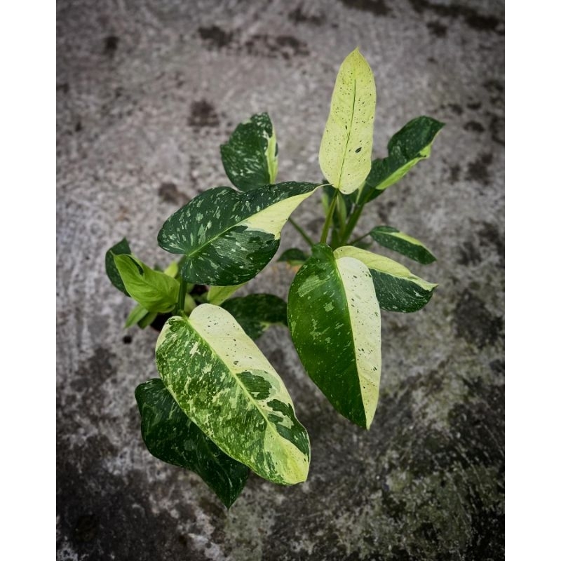 philodendron josebuono varigata