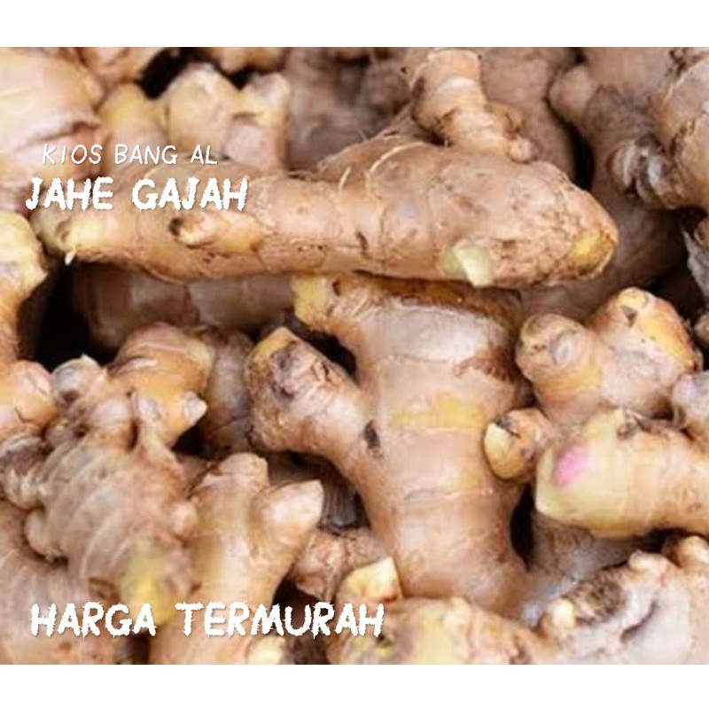 

JAHE GAJAH SUPER, BESAR BANYAK MANFAAT, JAHE GAJAH MURAH/JAHE EMPRIT/JAHE MURAH/JAHE BERKUALITAS/JAHE 500GRAM/JAHE 1KG/JAHE DARI PETANI LOKAL