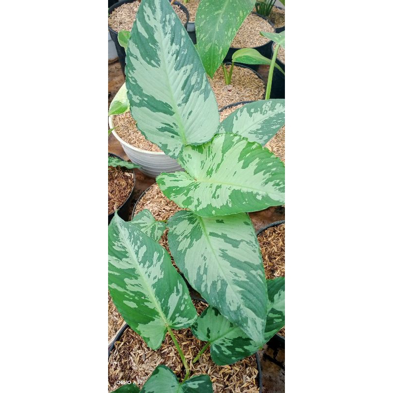 homalomena army
