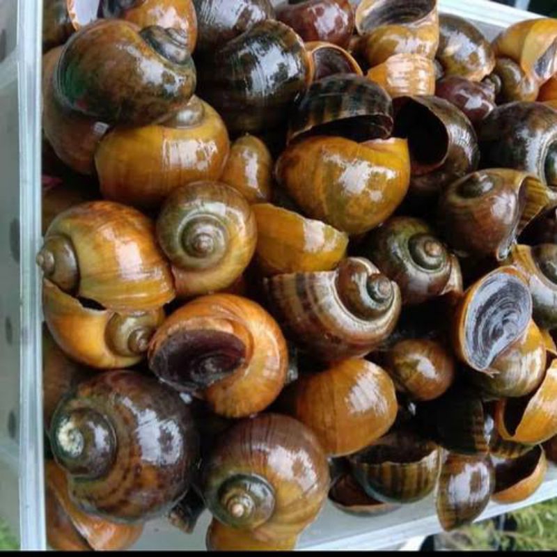 Keong Mas Sawah / Kol Sawah mentah fresh 1kg