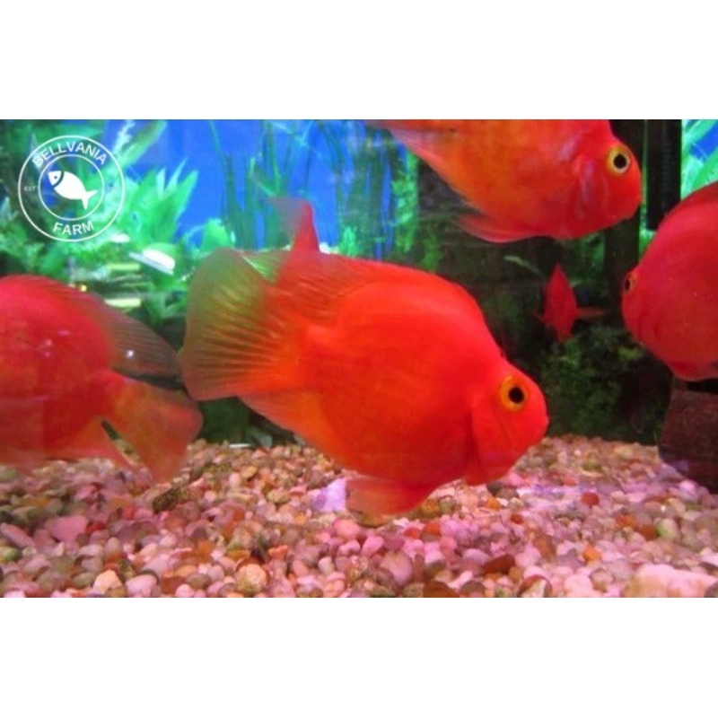 hiasan perot merah tail