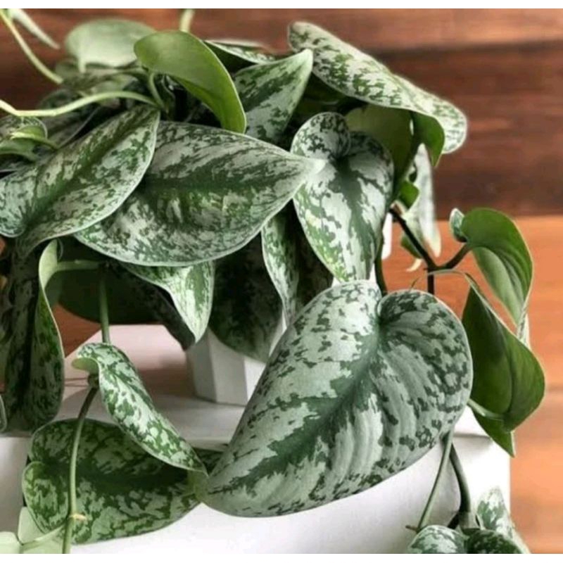 scindapsus silver rimbun isi 5 pohon