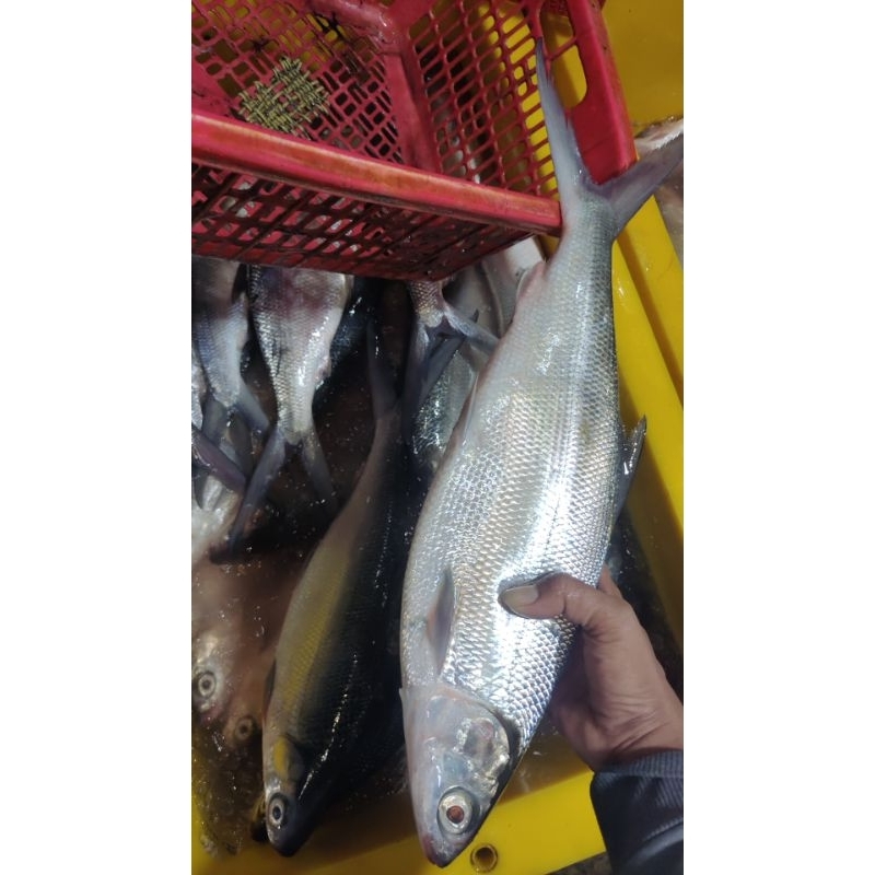 

ikan bandeng lemak bobot 1 ekor 1,5kg