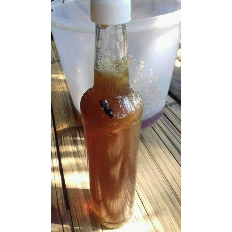 

madu odeng lebah liar baduy Banyak khasiatnya