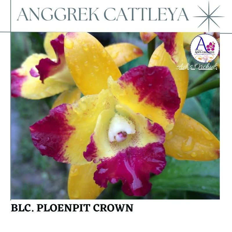 Anggrek Cattleya Blc. Ploenpit Crown